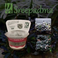 Bucephalandra Kodagang