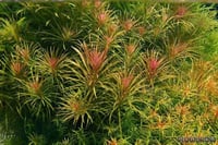 Pogostemon stellatus 'Dassen'