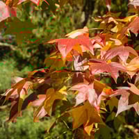 Sweet Gum شجره اللبان