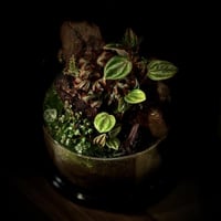 Terrarium 23