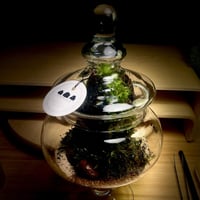 Live terrarium 11