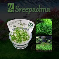 Cryptocoryne parva TC Cup