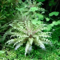 Pogostemon Helferi Marble TC Cup