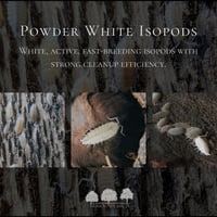 إيزوبود بودر وايت – Powder White Isopods