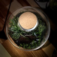 Terrarium tropical 21