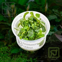 Bucephalandra pygmaea 'Bukit Kelam' 1-2-Grow