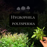 Hygrophila polysperma
