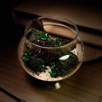 Live terrarium 9