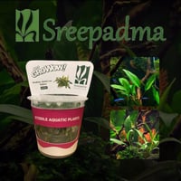 Anubias barteri var Glabra TC Cup