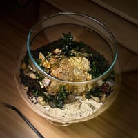 Live terrarium 10