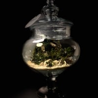Live terrarium 3