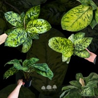 Homalomena ‘Camouflage’ – هومالومينا كاموفلاج بأور...