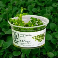Hygrophila Serpyllum 1-2-Grow!