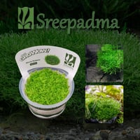 Riccia fluitans TC Cup