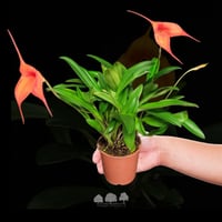 Masdevallia (HRP) – أوركيد ماسديفاليا النادرة