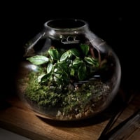Terrarium- bonsai 18