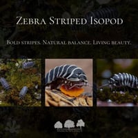 أيزوبود الزيبرا المخطط 🦓 Zebra Striped Isopod – A...