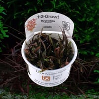 Hygrophila lancea ‘Araguaia