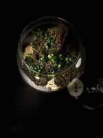 Live terrarium 5