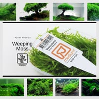 Vesicularia ferriei "Weeping Moss'L