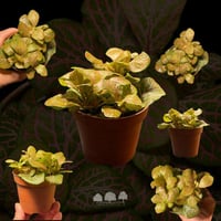 Fittonia albivenis 'Pink Nerve' - Mini