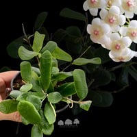 هويا روتونديفلورا – نبتة الشمع النادرة ذات الأوراق...