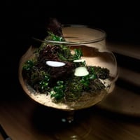Live terrarium 9