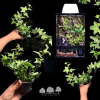 اللبلاب الإنجليزي – Hedera helix