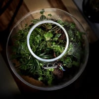 Terrarium tropical 20