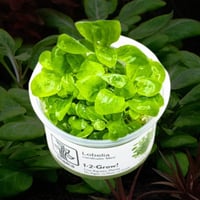 lobelia cardinalis 'mini