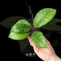 Hoya callistophylla – نبتة هويا الاستوائية بأوراق...