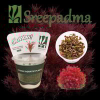 Rotala Var. 'Blood Red' SG