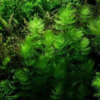 Ceratophyllum demersum