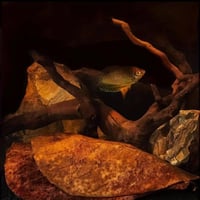 أوراق الكاتابا المجففة 100% الطبيعية – لتحسين جودة...