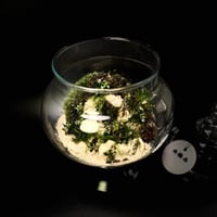Live terrarium 3
