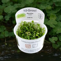 Marsilea minuta 1-2-Grow!