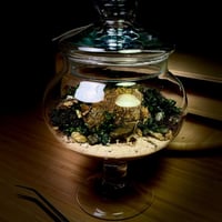 Live terrarium 10