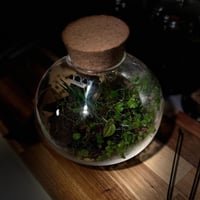Terrarium tropical 19