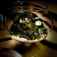 Live terrarium 8