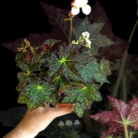 Begonia ‘Cleopetra’ (BRP-B) – بيغونيا كليوبترا الن...