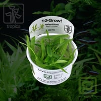 Helanthium bolivianum 'Quadricostatus