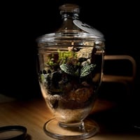 Terrarium 15