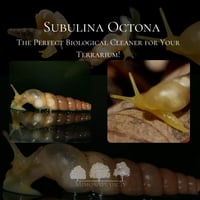 Subulina Octona – إضافة طبيعية لتنظيف التيراريوم