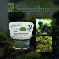 Riccardia chamedryfolia TC Cup