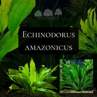 Echinodorus amazonicus