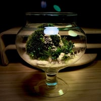 Live terrarium 7