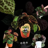 Begonia ferox – بيغونيا فيروكس بأوراق فريدة محببة