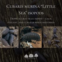 إيزوبود ليتل سي – Little Sea Isopods
