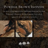 إيزوبود بودر براون – Powder Brown Isopods