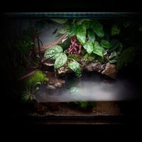 بلوداريوم ‏P001